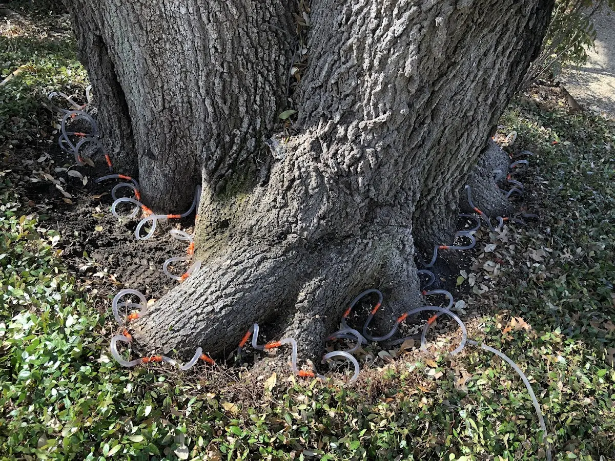 Detailed Tree Cabling and Bracing job site in Casscoe