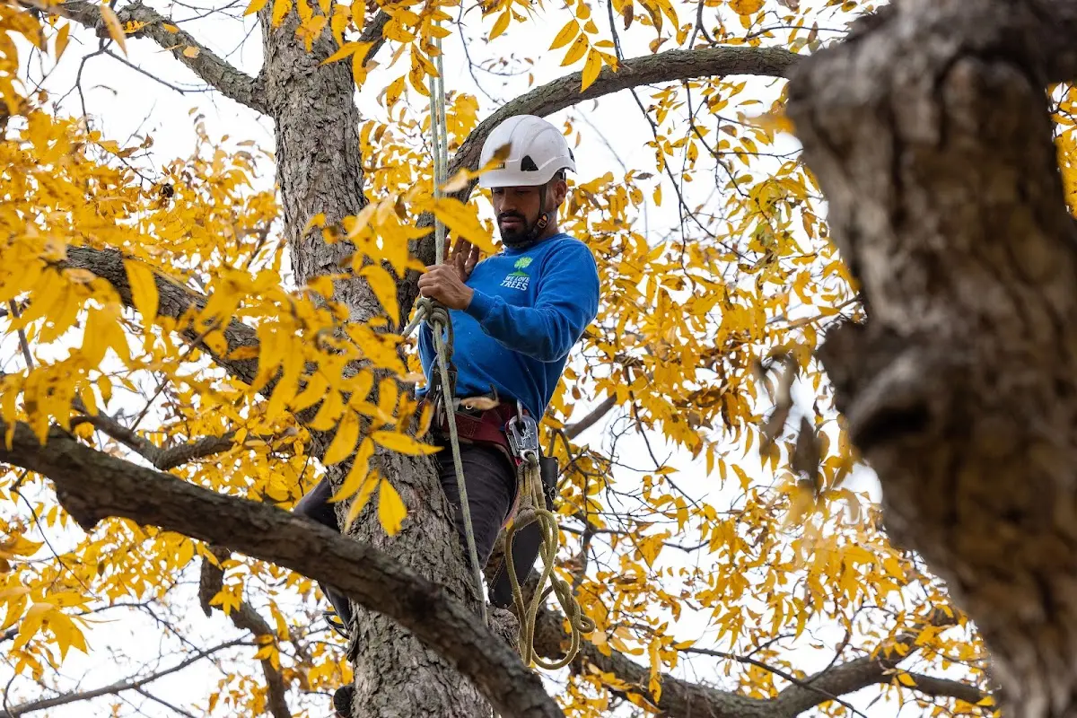 Skilled Tree Pruning crew working in Casscoe