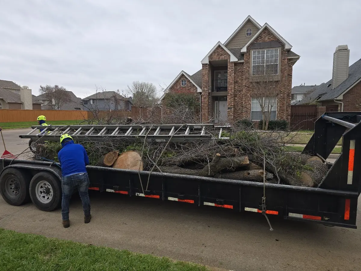 Expert Tree Fertilization with proper safety equipment in Casscoe